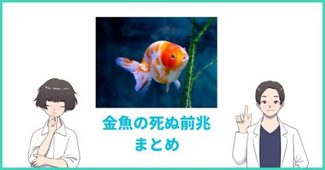 金魚死前徵兆|金魚が死ぬ前兆（暴れる・動かない）8つのパターン。